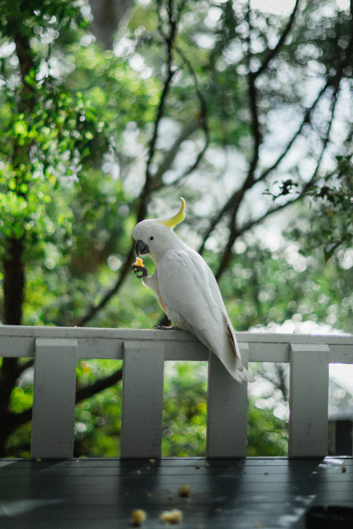 A cockatoo perched on a white verandah railing among green trees