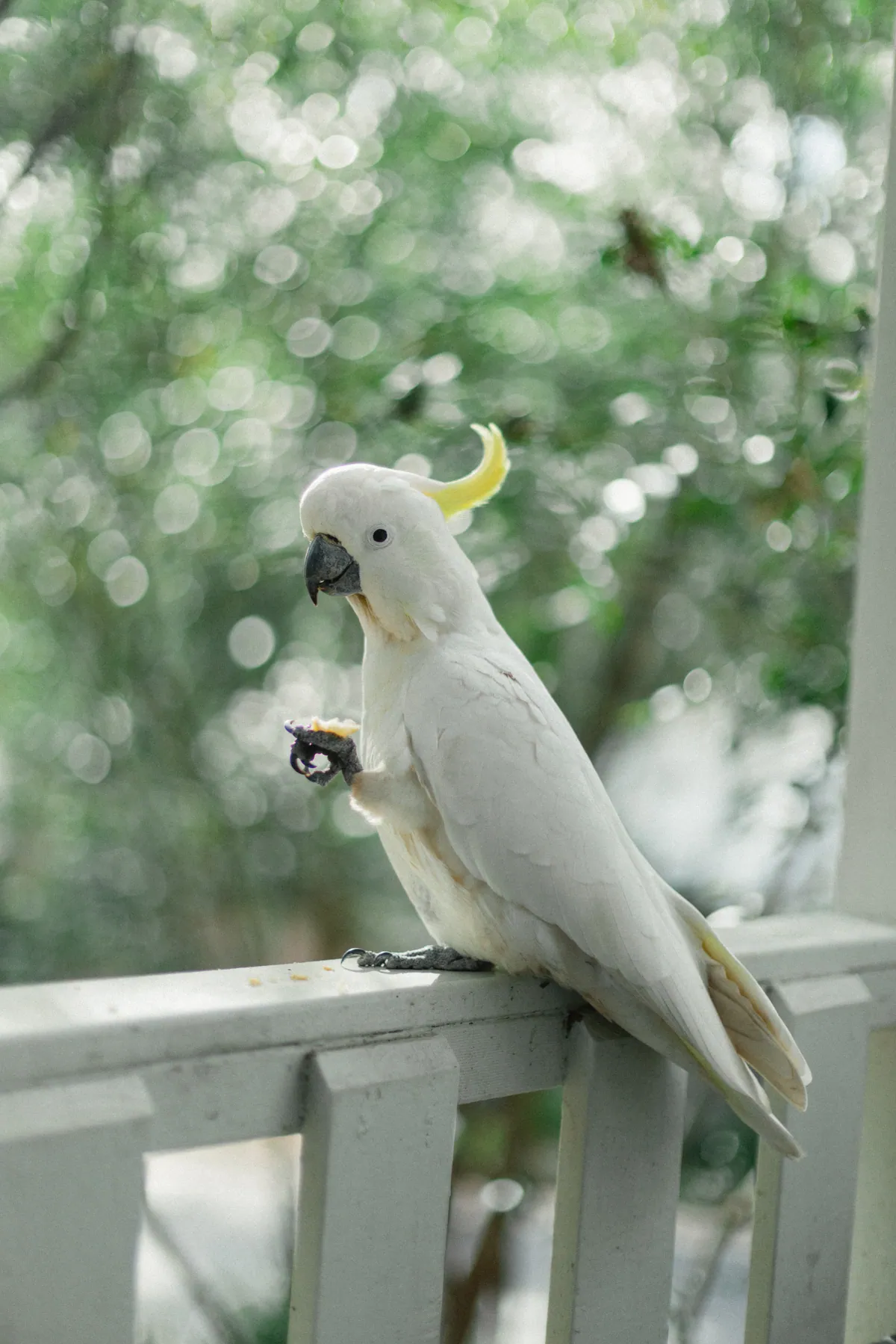 A cockatoo holding food in one foot on the verandah rail