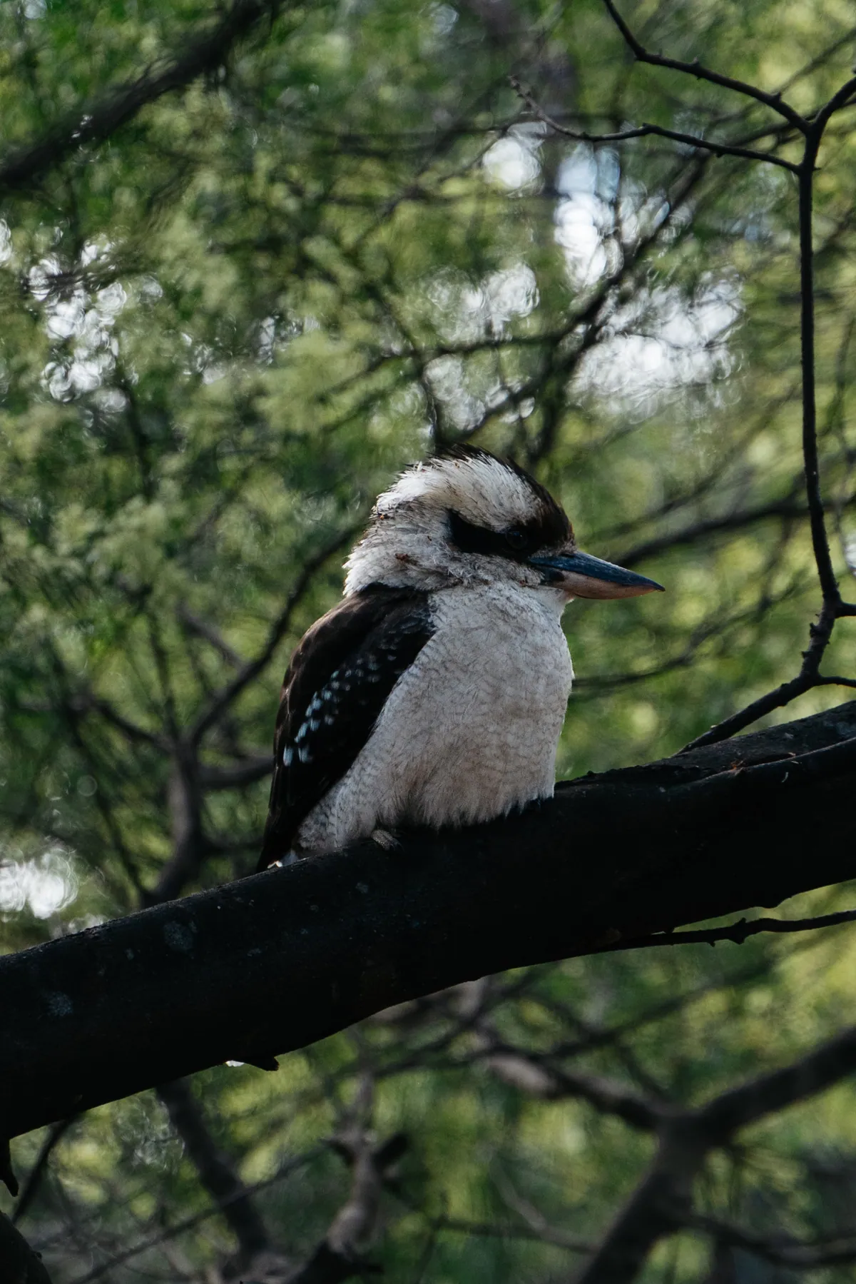 A kookaburra on a dark branch, head turned to the side